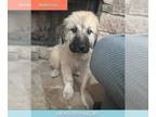 Anatolian Shepherd-Great Pyrenees Mix DOG FOR ADOPTION RGADN-1232135 - Windchill