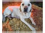 Labrenees DOG FOR ADOPTION RGADN-1232144 - Ruth - Great Pyrenees / Labrador