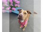 American Pit Bull Terrier Mix DOG FOR ADOPTION RGADN-1232155 - SULLY - Pit Bull