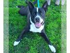 Border Collie Mix DOG FOR ADOPTION RGADN-1232171 - SHOWTIME - Border Collie /