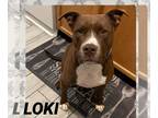 American Pit Bull Terrier DOG FOR ADOPTION RGADN-1232181 - LOKI - Pit Bull