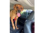 Adopt Lennox a Rottweiler, Mastiff