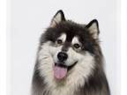 Alaskan Malamute DOG FOR ADOPTION RGADN-1232213 - LOBO - Alaskan Malamute