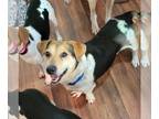 Bagle Hound DOG FOR ADOPTION RGADN-1232218 - Bishop - Beagle / Basset Hound /