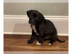 Boxer DOG FOR ADOPTION RGADN-1232227 - Moby - Boxer Dog For Adoption