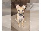 Dachshund-Jack Russell Terrier Mix DOG FOR ADOPTION RGADN-1232259 - Lenny - Jack