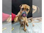 Boxer Mix DOG FOR ADOPTION RGADN-1232260 - Kevin - Boxer / Mixed Dog For