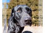 Labrador Retriever Mix DOG FOR ADOPTION RGADN-1232275 - Delicious Ms Dion ~