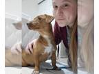 Dachshund Mix DOG FOR ADOPTION RGADN-1232278 - Scarlett - Dachshund / Terrier /