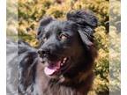 Australian Shepherd DOG FOR ADOPTION RGADN-1232284 - Notable Mr Nero ~ Glorious