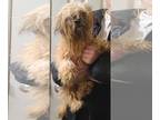 Shih Tzu Mix DOG FOR ADOPTION RGADN-1232304 - Marigold - Shih Tzu / Mixed (long