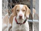 Beagle Mix DOG FOR ADOPTION RGADN-1232308 - Christopher Robin - Beagle / Hound /
