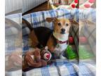 Doxle DOG FOR ADOPTION RGADN-1232311 - Roscoe - Beagle / Dachshund / Mixed