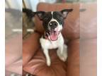 Boston Terrier Mix DOG FOR ADOPTION RGADN-1232360 - RhiRhi Lizman - Boston