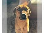 Labrador Retriever Mix DOG FOR ADOPTION RGADN-1232366 - Finn - Courtesy Post -
