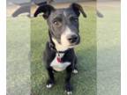 American Pit Bull Terrier-Huskies Mix DOG FOR ADOPTION RGADN-1232372 - Dale -