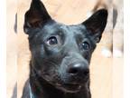 Australian Kelpie Mix DOG FOR ADOPTION RGADN-1232375 - Michon - Australian