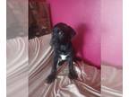 German Shorthaired Pointer DOG FOR ADOPTION RGADN-1232380 - Beethoven - German