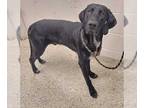 Great Dane-Labrador Retriever Mix DOG FOR ADOPTION RGADN-1232386 - Bear