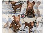 American Pit Bull Terrier Mix DOG FOR ADOPTION RGADN-1232400 - Tucker - American