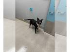 Labrador Retriever Mix DOG FOR ADOPTION RGADN-1232414 - COOKIE - Labrador