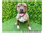 Bullmastiff DOG FOR ADOPTION RGADN-1232443 - MR. JUMANJI - Bullmastiff (medium