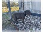 American Pit Bull Terrier Mix DOG FOR ADOPTION RGADN-1232452 - ECLIPSE - Pit
