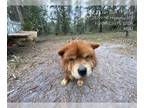 Chow Chow DOG FOR ADOPTION RGADN-1232499 - BUDDY - Chow Chow (medium coat) Dog