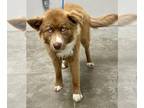 Australian Shepherd-Huskies Mix DOG FOR ADOPTION RGADN-1232579 - OBI -