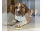 Vizsla DOG FOR ADOPTION RGADN-1232589 - Barkley - Vizsla / Labrador Retriever