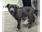Labrador Retriever DOG FOR ADOPTION RGADN-1232599 - Ozzy - Labrador Retriever /
