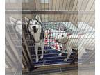 Huskies -white german shepherd Mix DOG FOR ADOPTION RGADN-1232600 - Duke and