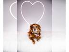Cavalier King Charles Spaniel Mix DOG FOR ADOPTION RGADN-1232626 - Winston -
