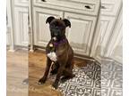 Boxer DOG FOR ADOPTION RGADN-1232645 - Spunky - ADOPTION INTEREST!!