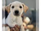 Golden Labrador DOG FOR ADOPTION RGADN-1232667 - Sweden Pup - Baltic - Labrador