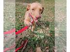 Dachshund Mix DOG FOR ADOPTION RGADN-1232676 - Blaire (B Duo) - Dachshund /