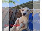 Labrador Retriever Mix DOG FOR ADOPTION RGADN-1232677 - Barbie - Labrador