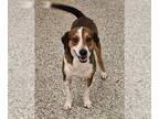 Jack-A-Bee DOG FOR ADOPTION RGADN-1232678 - Arlo - Beagle / Jack Russell Terrier