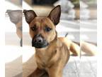 American Pit Bull Terrier-Basenji Mix DOG FOR ADOPTION RGADN-1232680 - Archie -