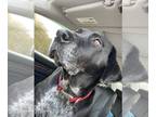 Labrador Retriever-Plott Hound Mix DOG FOR ADOPTION RGADN-1232694 - Journey -