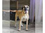 Black Mouth Cur-Labrador Retriever Mix DOG FOR ADOPTION RGADN-1232696 - Muggs