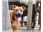 Chow Chow-Labrador Retriever Mix DOG FOR ADOPTION RGADN-1232702 - Dixie