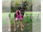 German Shepherd Dog Mix DOG FOR ADOPTION RGADN-1232708 - Shaye (Savannah's