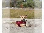 Chiweenie DOG FOR ADOPTION RGADN-1232721 - Edison aka Hiker (Emerald Litter) -