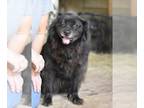 pomeranian spitz Mix DOG FOR ADOPTION RGADN-1232730 - Daisy (Trinity) - Spitz /