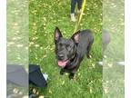 Shepradors DOG FOR ADOPTION RGADN-1232741 - Millie - German Shepherd Dog /