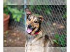 Shepradors DOG FOR ADOPTION RGADN-1232744 - Penny 2 - German Shepherd Dog /