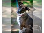 Borador DOG FOR ADOPTION RGADN-1232746 - Sharon - Labrador Retriever / Border