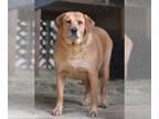 Golden Labrador DOG FOR ADOPTION RGADN-1232775 - Mae (Trinity) - Golden