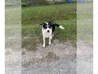 Border-Aussie DOG FOR ADOPTION RGADN-1232792 - Beau - Australian Shepherd /